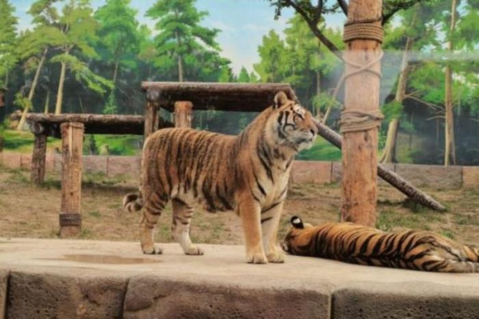 銀基動物王國值得去嗎
