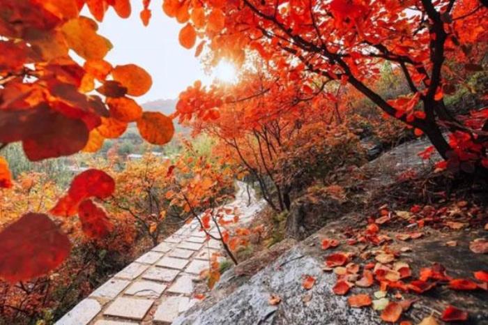 2022北京香山公園賞紅葉游玩攻略 附最佳一日游路線