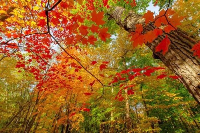 2022北京香山公園賞紅葉游玩攻略 附最佳一日游路線
