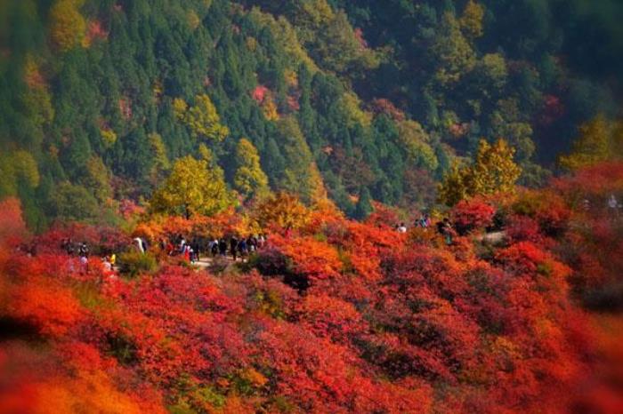 2022北京香山公園賞紅葉游玩攻略 附最佳一日游路線