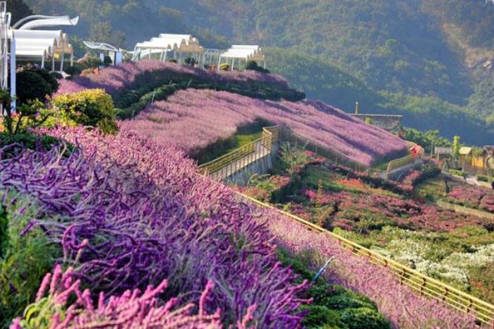 新津花舞人間旅游攻略 附門票價格及交通指南