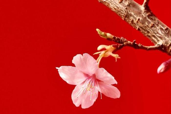 杭州濱江櫻花跑道的起點(diǎn)和終點(diǎn)