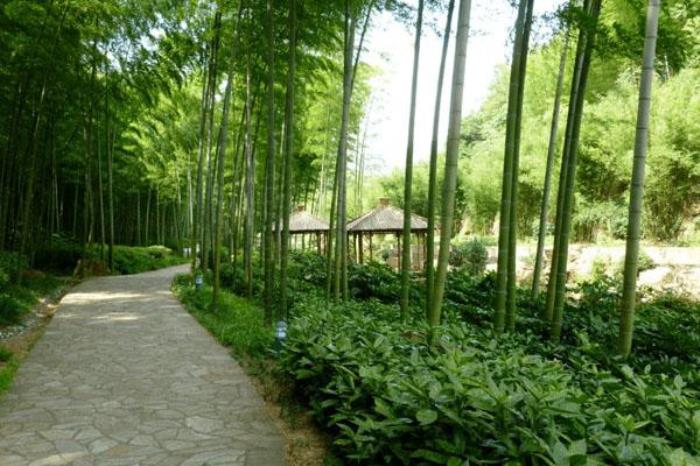 宜興竹海徒步登山路線 游玩攻略
