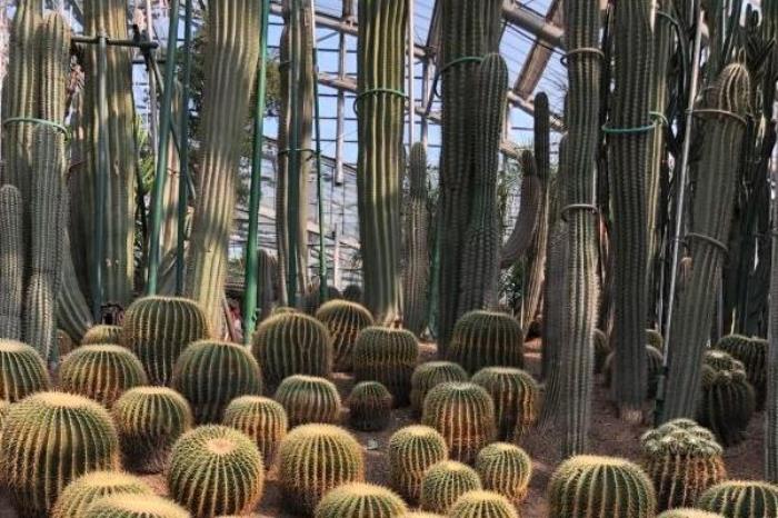 重慶南山植物園游玩時長