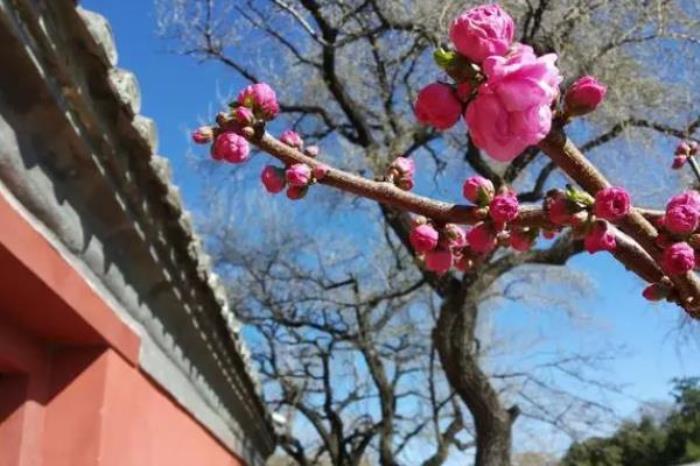 頤和園春季游玩攻略及賞花路線推薦