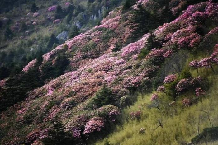 秦嶺留壩春季賞花攻略 附詳細行程
