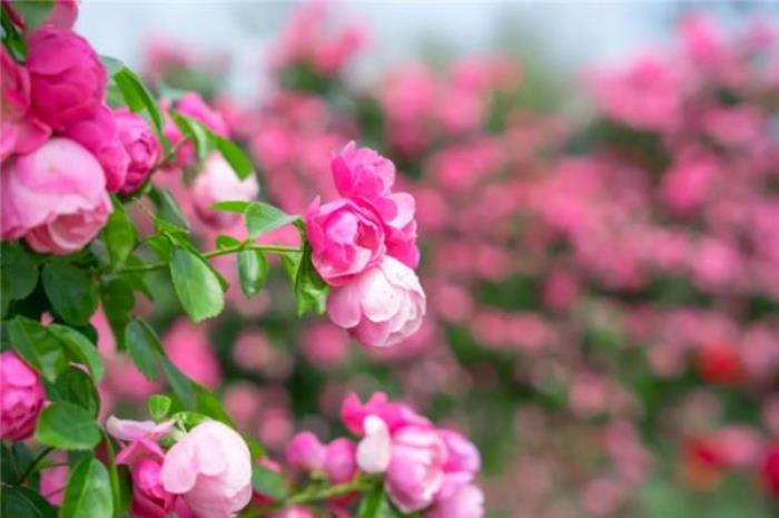 咸寧蜜月灣玫瑰園