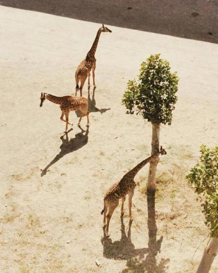 泉城歐樂堡動物王國