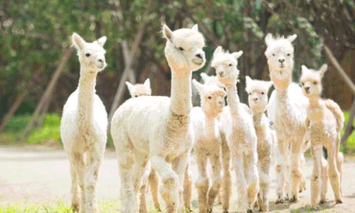 泉城歐樂堡動物王國