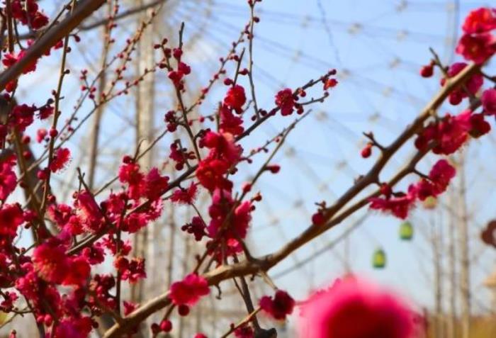 泰山花海