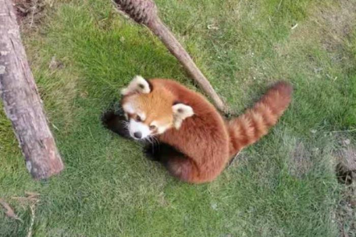 仙桃市動物園