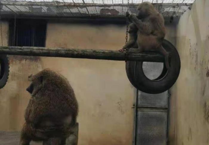 仙桃市動(dòng)物園