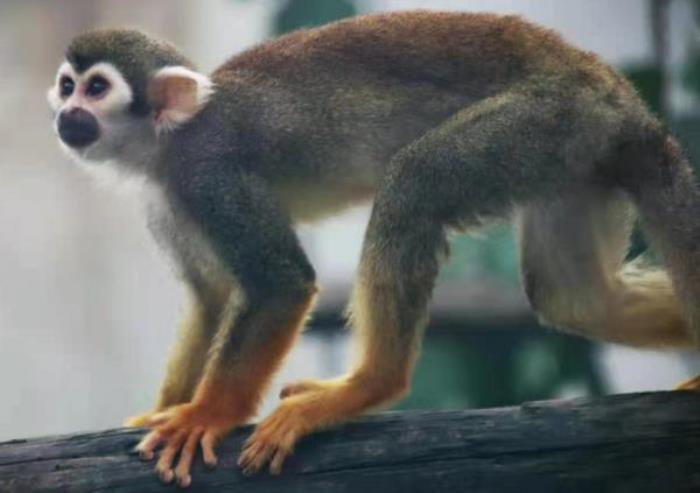 仙桃市動(dòng)物園
