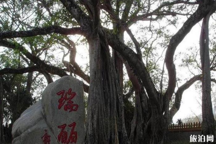 獨樹成林景區