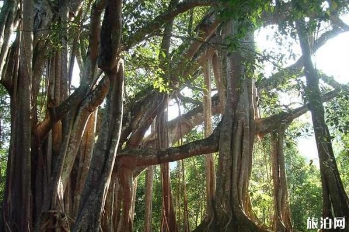 獨樹成林景區
