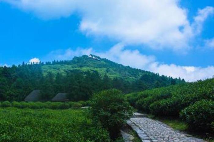 娑羅山森林公園