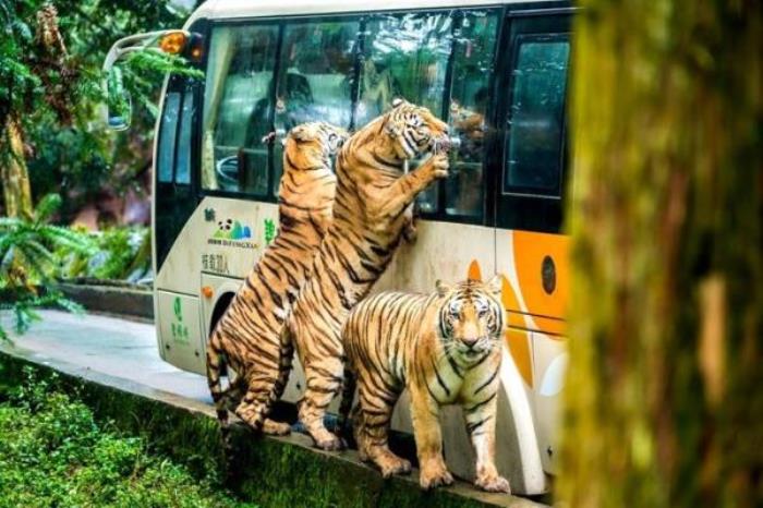 碧峰峽野生動物園