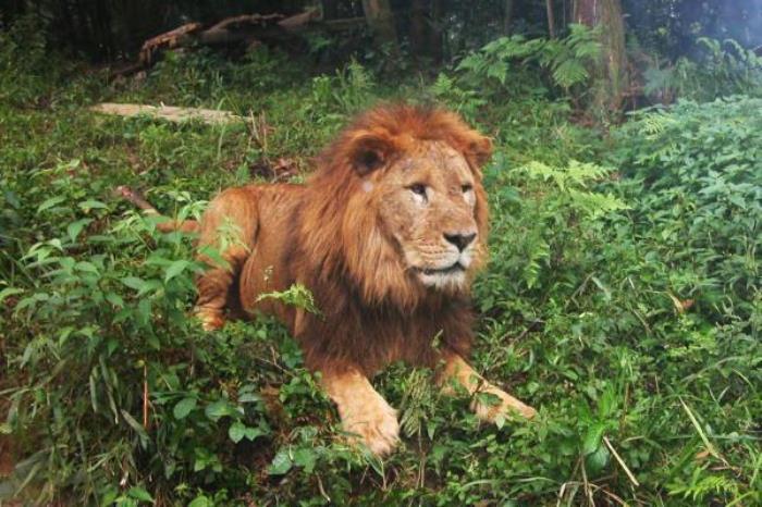 碧峰峽野生動物園