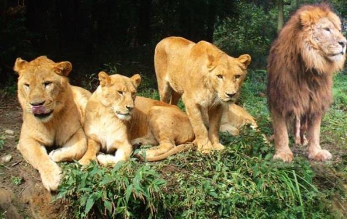 碧峰峽野生動物園