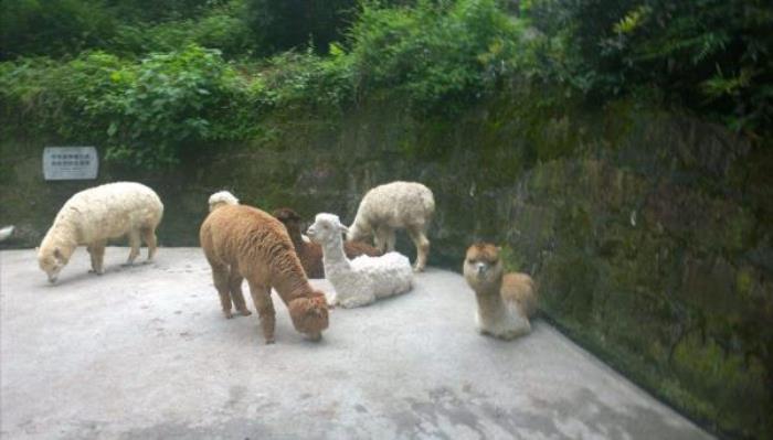 碧峰峽野生動物園
