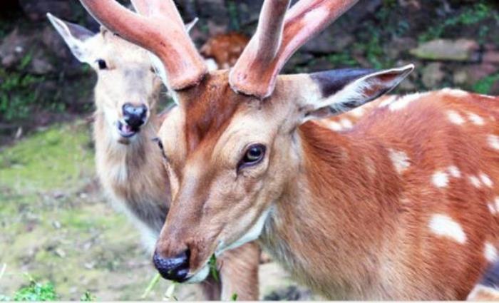碧峰峽野生動物園