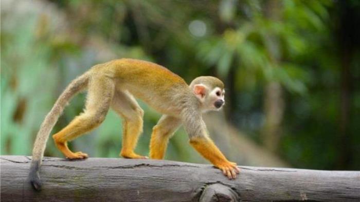 碧峰峽野生動物園