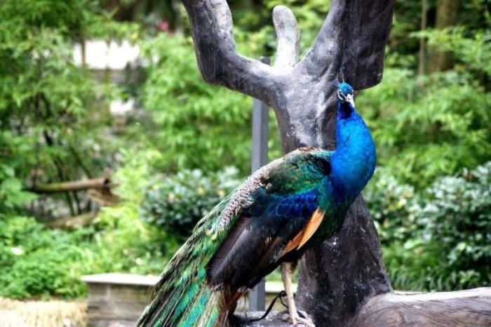 碧峰峽野生動物園