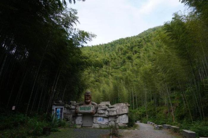 木坑竹海景區(qū)