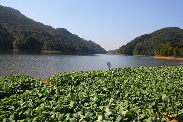 黃龍湖森林公園