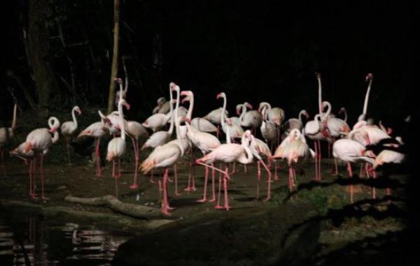 夜間野生動物園