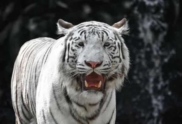 夜間野生動物園