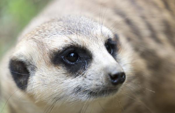 夜間野生動物園