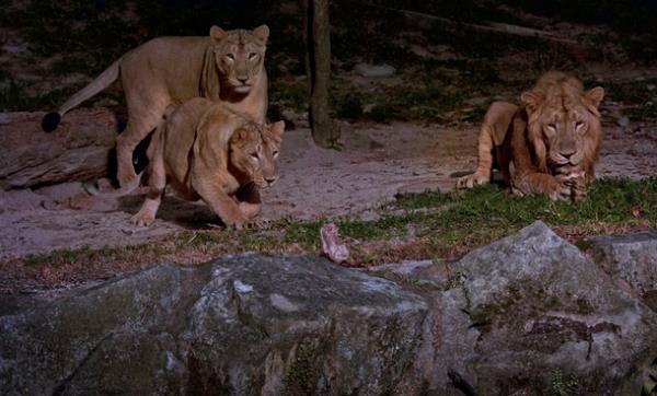 夜間野生動物園