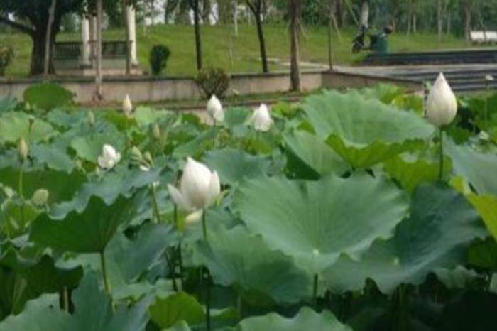 玫瑰湖公園