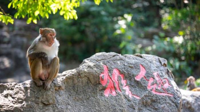 陵水-猴島公園