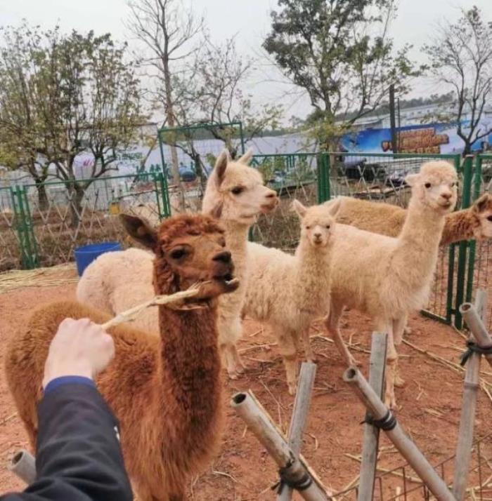 肇慶恒大夢幻奇趣園