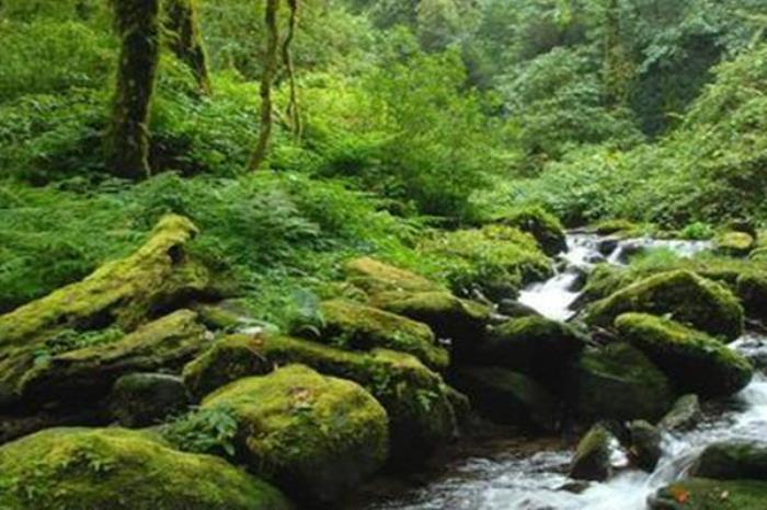 九龍原始森林景區