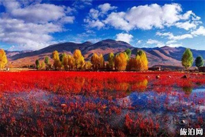 桑堆紅草地