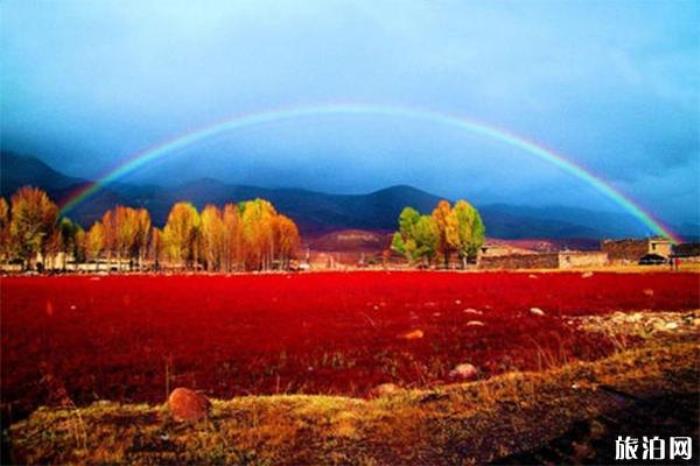 桑堆紅草地