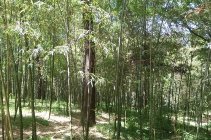 樓觀臺(tái)國(guó)家森林公園