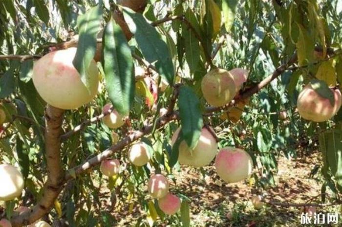 石林萬家歡藍莓莊園