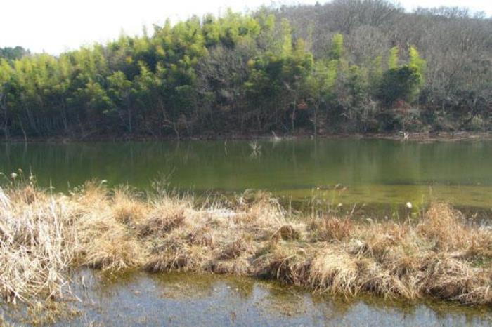 濮塘森林公園