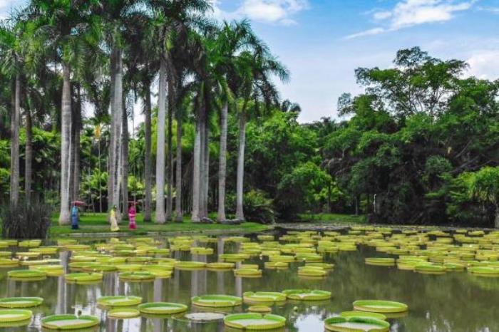 中國科學(xué)院西雙版納熱帶植物園