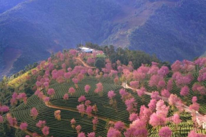 無量山櫻花谷