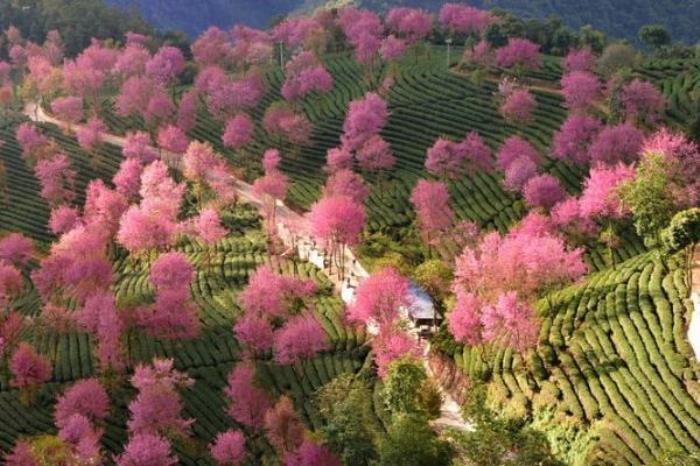 無量山櫻花谷