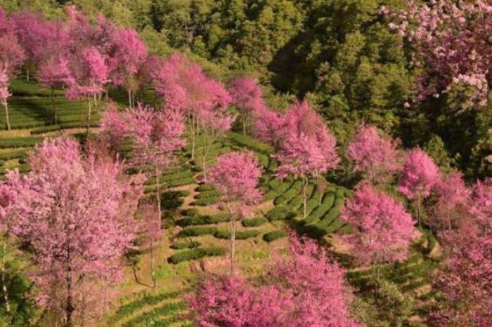 無量山櫻花谷