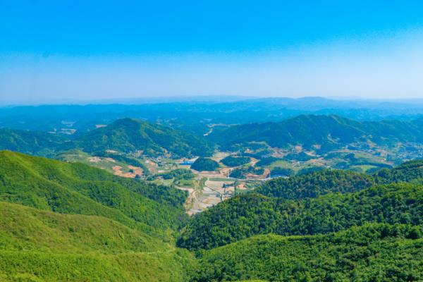 太陽坪映山紅景區(qū)