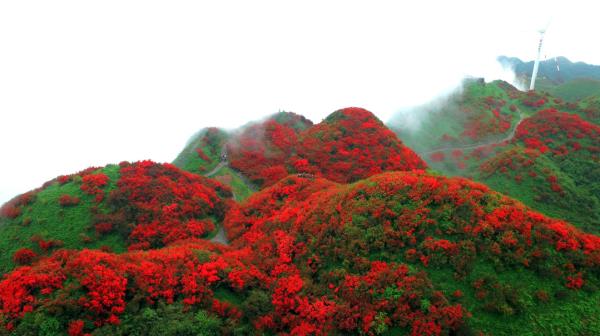 太陽坪映山紅景區(qū)