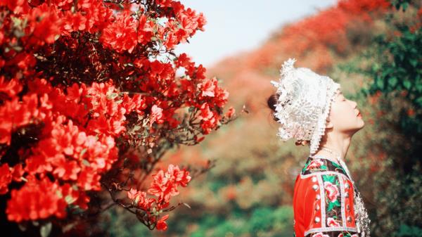 太陽坪映山紅景區(qū)