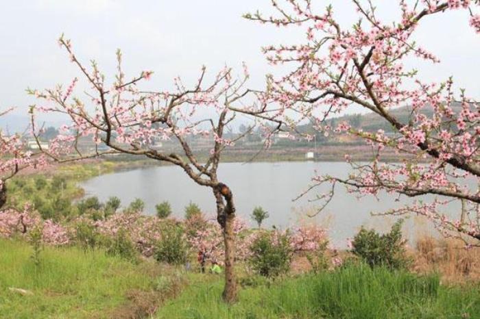 丹棱·桃花源景區